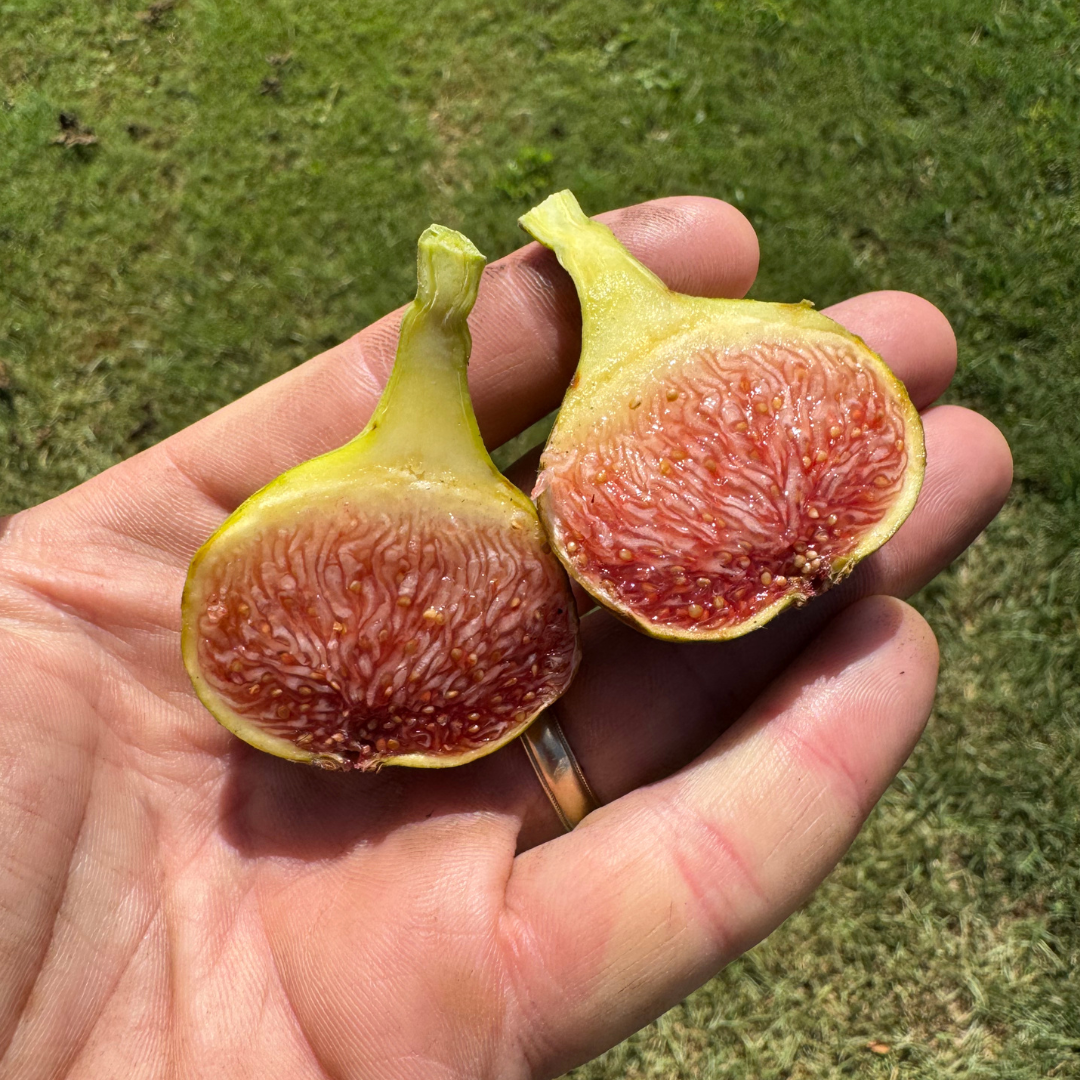 Del Sen Jaume Gran Fig Tree from Lazy Dog Farm