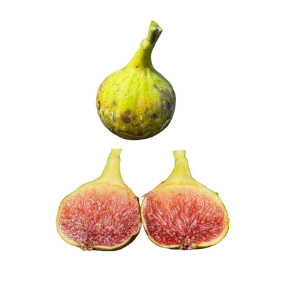 Del Sen Jaume Gran Fig Tree from Lazy Dog Farm