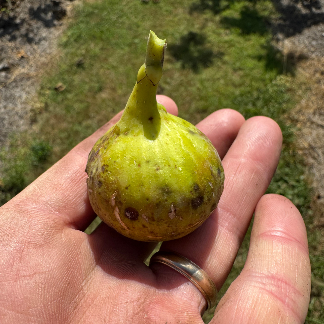 Del Sen Jaume Gran Fig Tree from Lazy Dog Farm