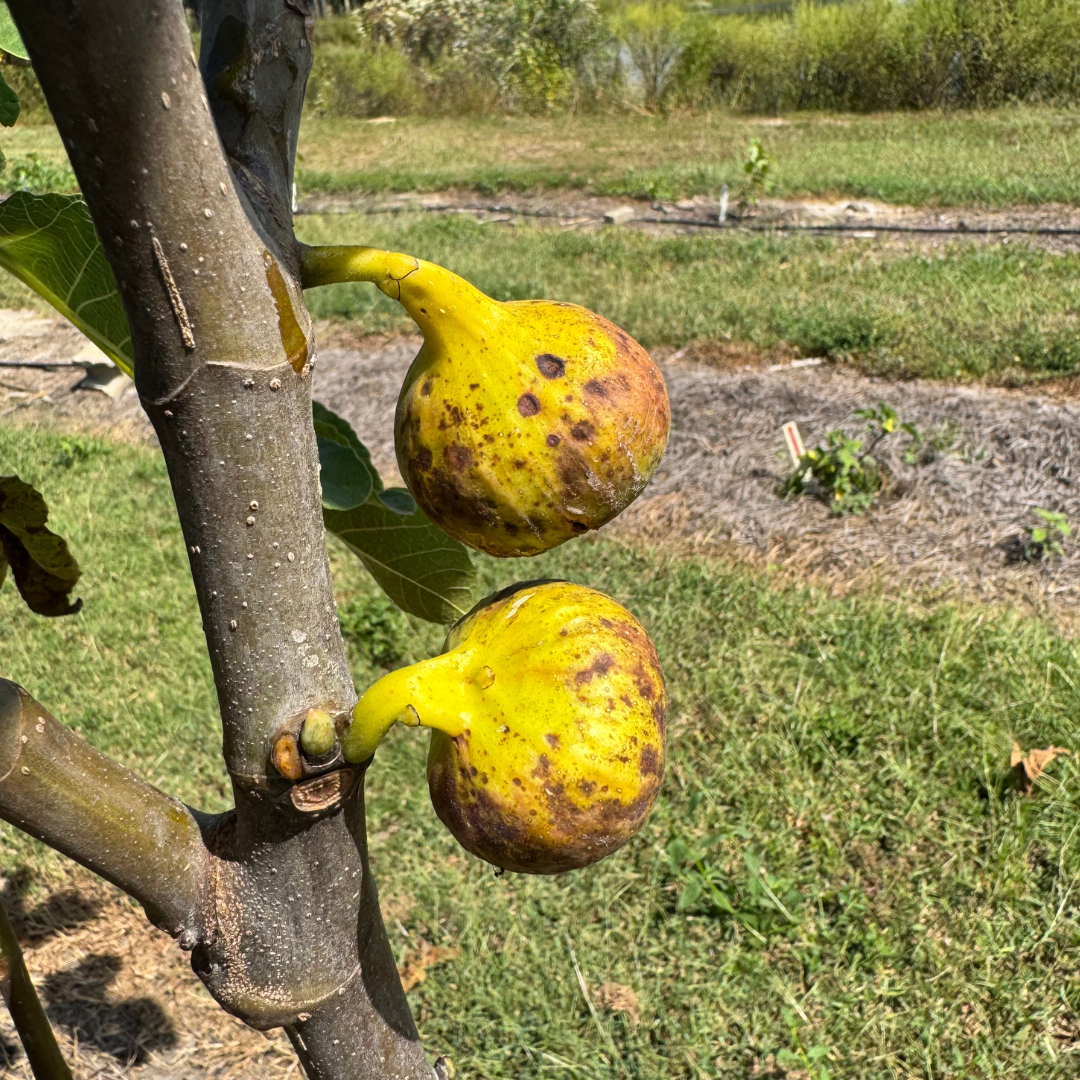 Del Sen Jaume Gran Fig Tree from Lazy Dog Farm