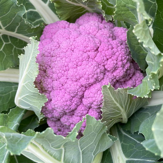 DePurple Cauliflower Seed from Lazy Dog Farm