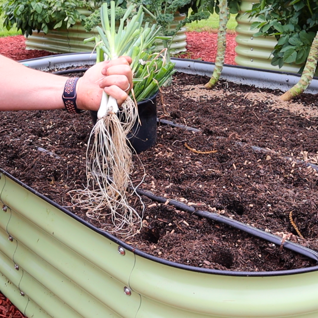 Dividing Louisiana Evergreen Shallots