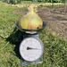 DP Sweet Short-Day Onion Seed