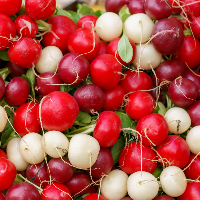 Easter Egg Mix Radish Seed from Lazy Dog Farm