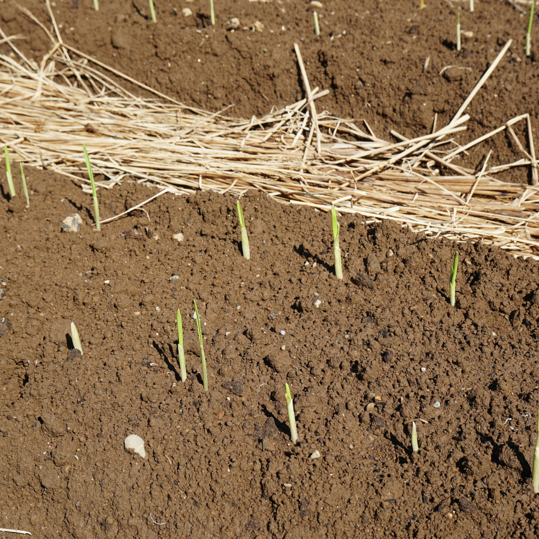 Egyptian Walking Onions Sprouting Through Soil