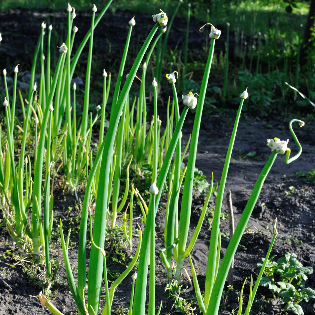 Egyptian Walking Onions with Green Tops