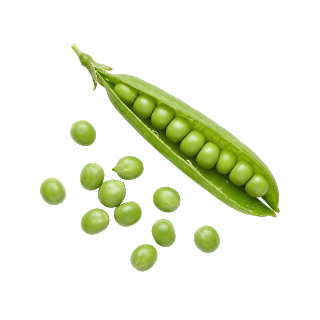 Green Arrow Pea Seed from Lazy Dog Farm