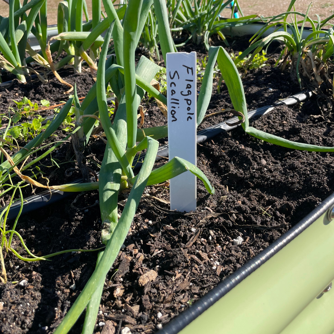Field Stakes for Perennial Onions in a Raised Bed