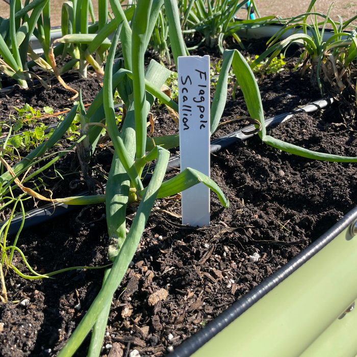 Field Stakes for Perennial Onions in a Raised Bed