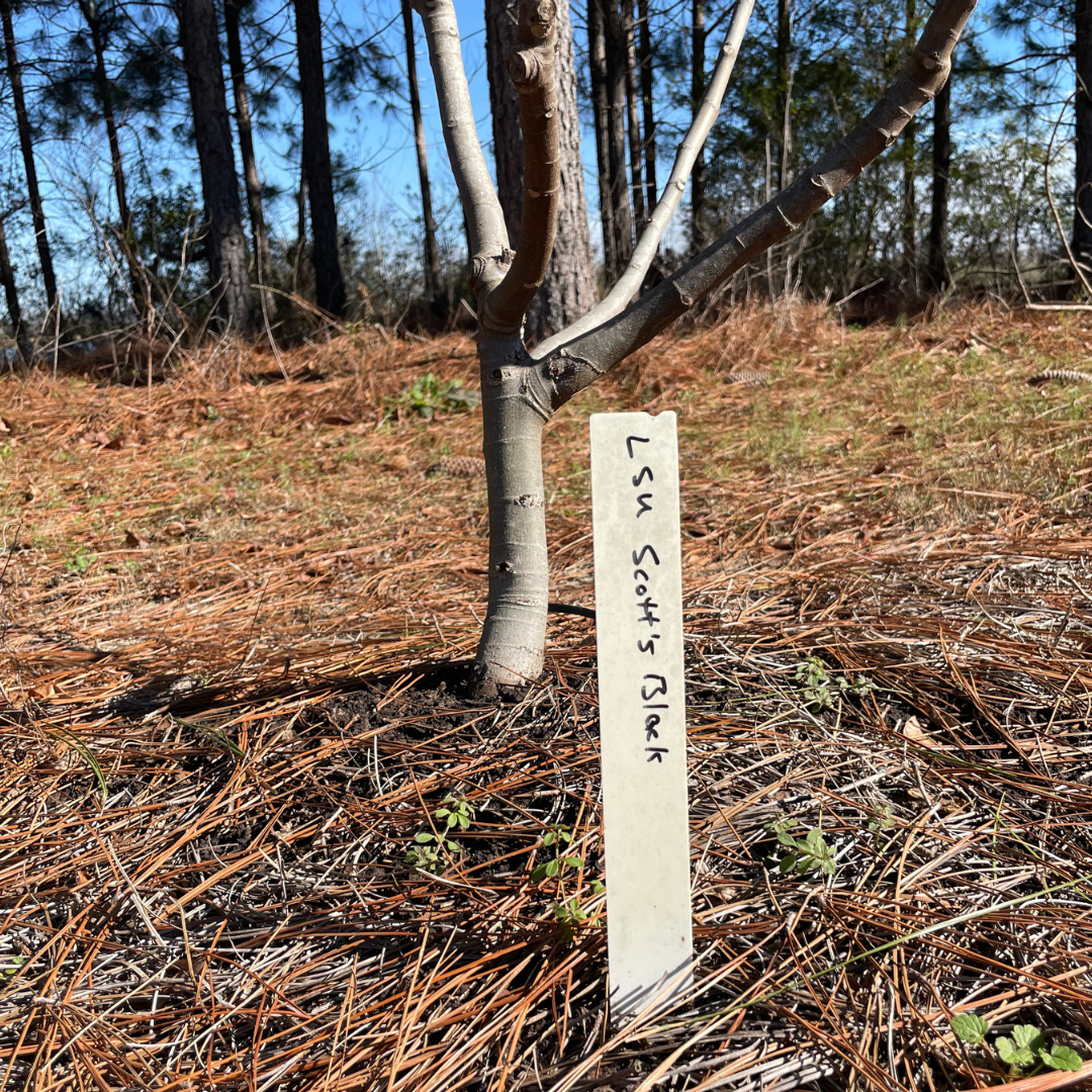 Field Stakes for LSU Fig Trees