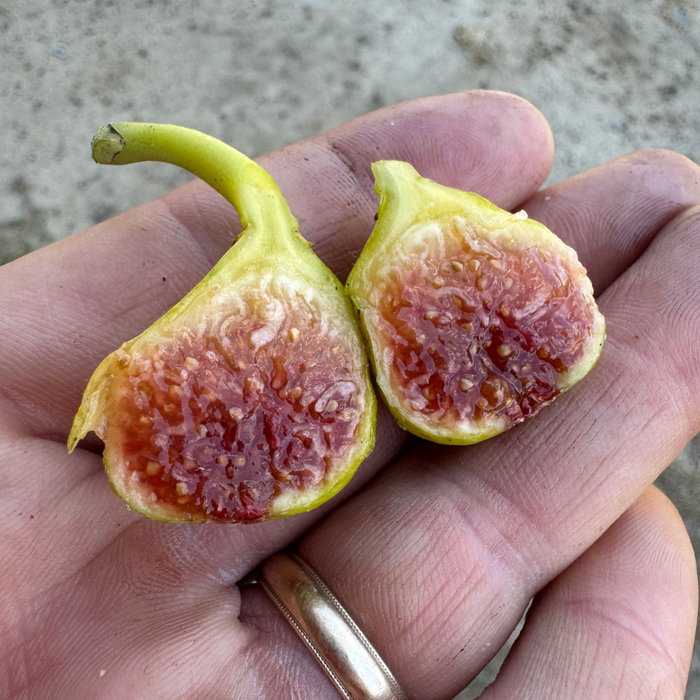 Figoin Fig Tree from Lazy Dog Farm
