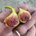 Figoin Fig Tree from Lazy Dog Farm