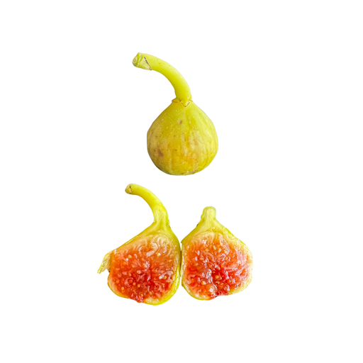 Figoin Fig Tree from Lazy Dog Farm