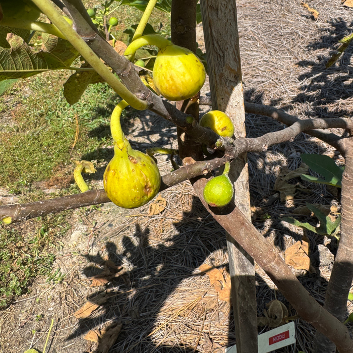 Figoin Fig Tree from Lazy Dog Farm