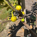 Figoin Fig Tree from Lazy Dog Farm
