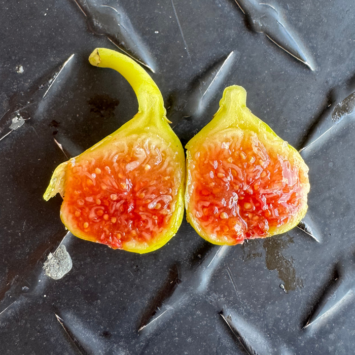 Figoin Fig Tree from Lazy Dog Farm