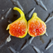 Figoin Fig Tree from Lazy Dog Farm