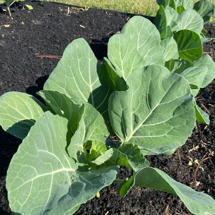 Flash Collard Seed | Super-Productive Collard Plants | Lazy Dog Farm