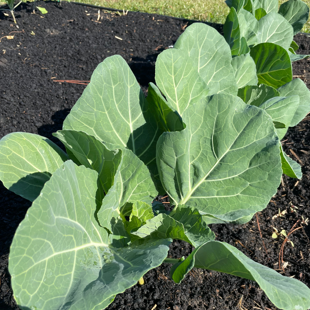 Greens Seeds | Mustard, Collards, Kale & More | Lazy Dog Farm