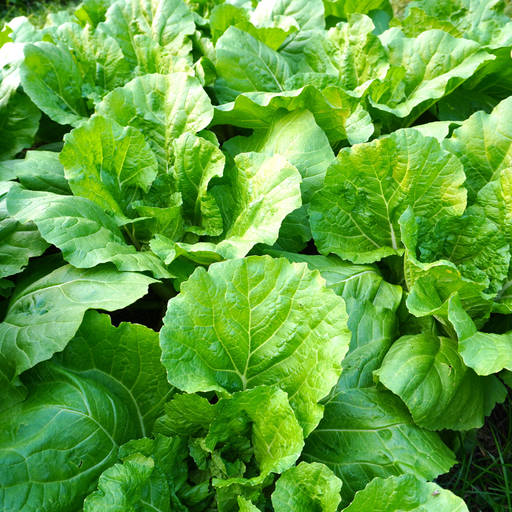 Florida Broadleaf Mustard Seed from Lazy Dog Farm