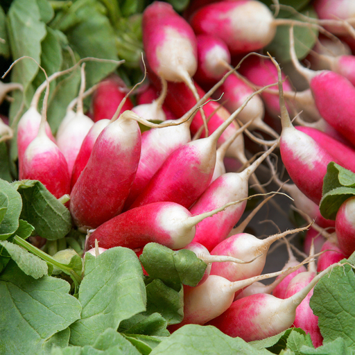 French Breakfast Radish Seed from Lazy Dog Farm