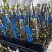 Garden Labels on Fig Trees in Greenhouse