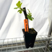 Garden Labels on LSU Fig Tree