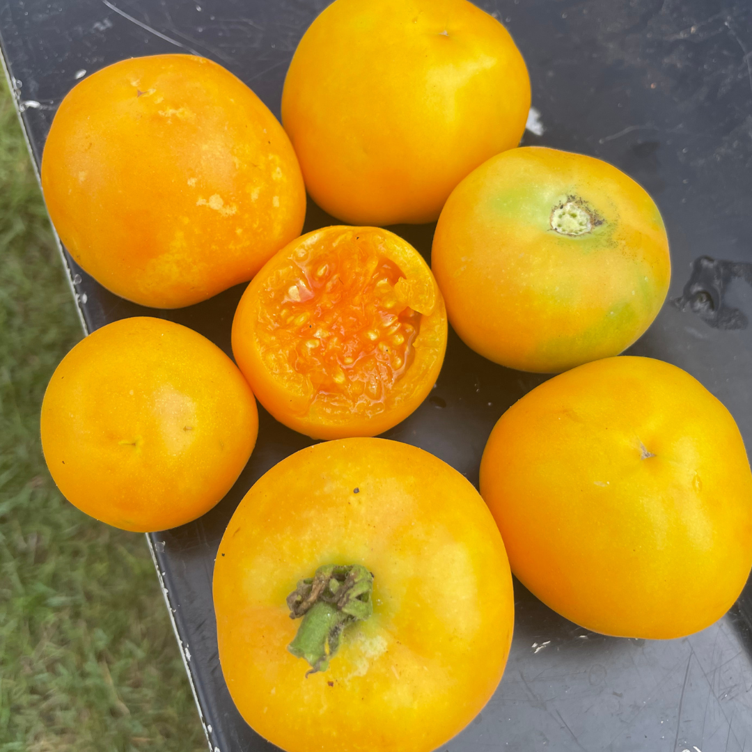 Garden Peach Tomato Seed from Lazy Dog Farm