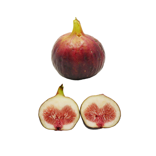 GE Neri Fig Tree from Lazy Dog Farm