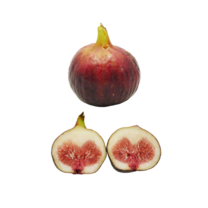 GE Neri Fig Tree from Lazy Dog Farm