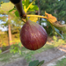 GE Neri Fig Tree from Lazy Dog Farm
