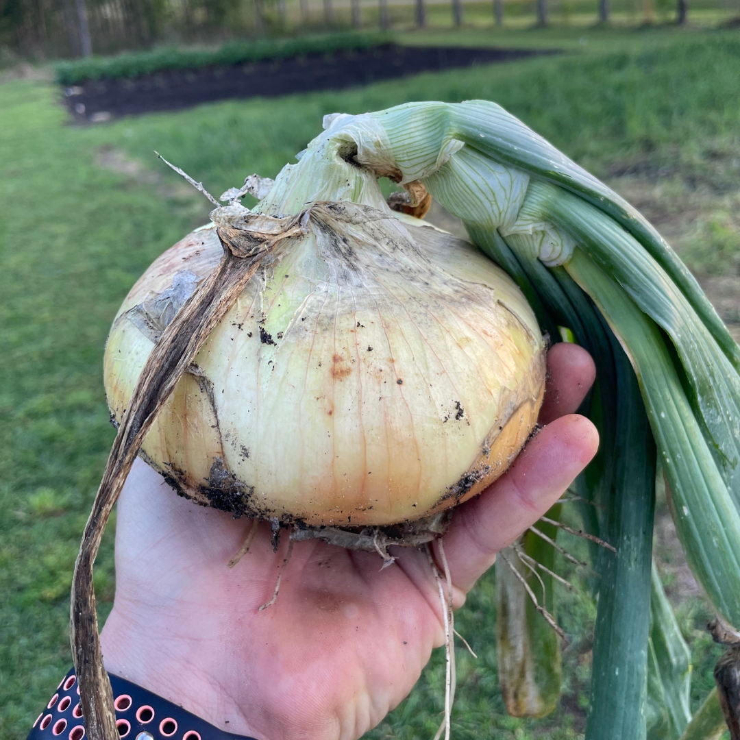 Georgia Boy Short-Day Onion