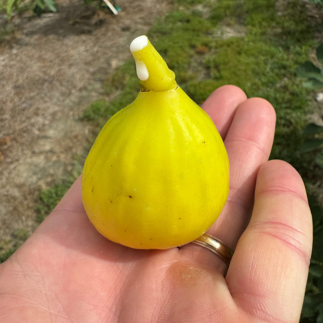 Golden Rainbow Fig Tree from Lazy Dog Farm