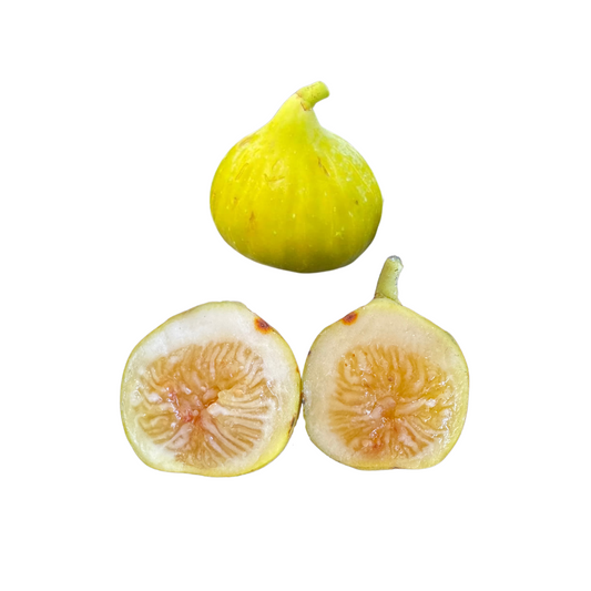 Golden Rainbow Fig Tree from Lazy Dog Farm