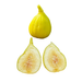 Golden Rainbow Fig Tree from Lazy Dog Farm