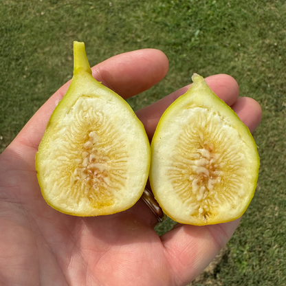 Golden Rainbow Fig Tree from Lazy Dog Farm