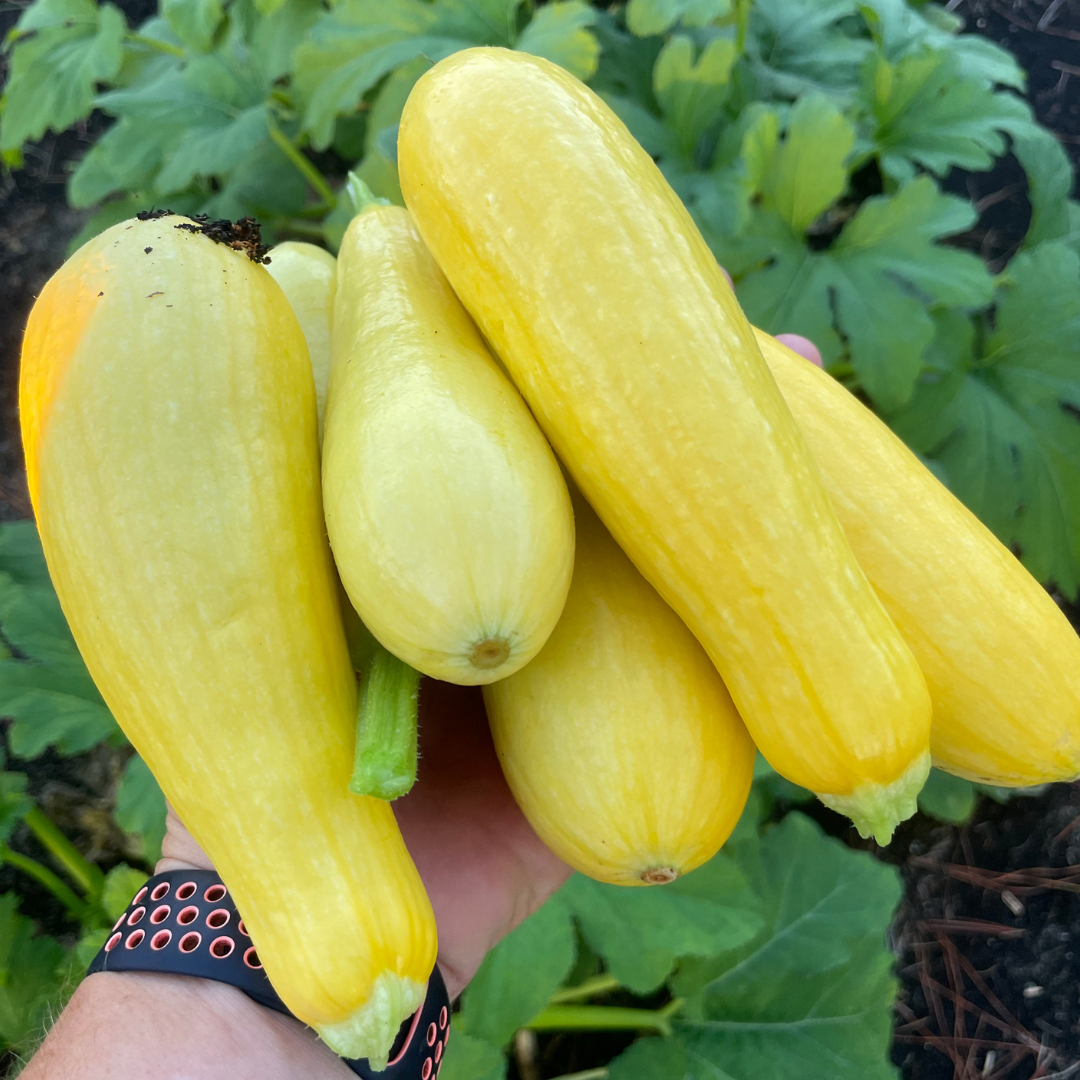 Grandprize Squash Seed | Yellow Straightneck Squash | Lazy Dog Farm