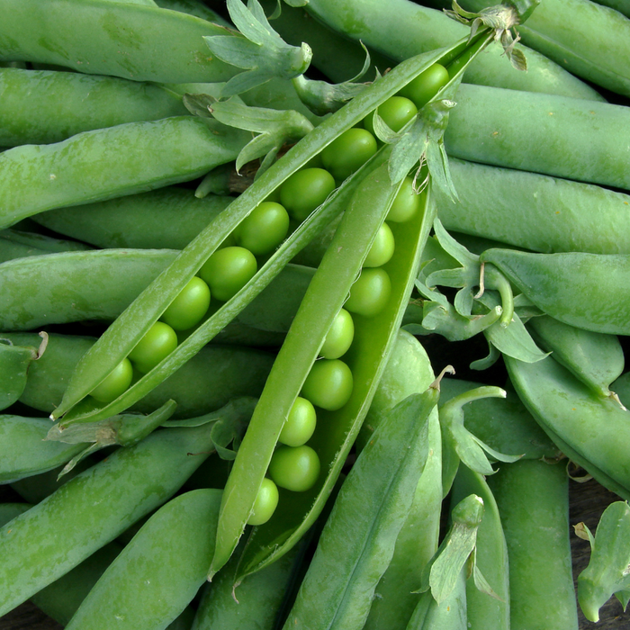 Green Arrow Pea Seed from Lazy Dog Farm