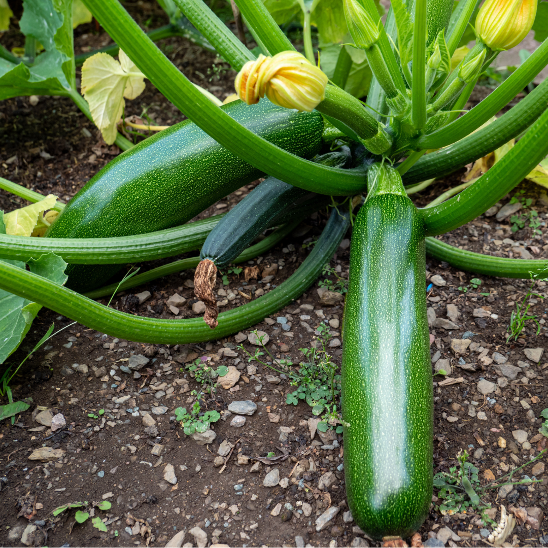 Green Machine Zucchini Seed from Lazy Dog Farm