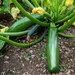 Green Machine Zucchini Seed from Lazy Dog Farm