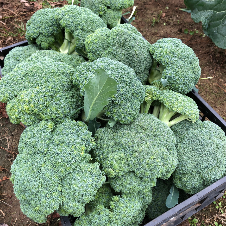 Broccoli Magic Shapoo Broccoli Seeds | Grow Your Own Broccoli | Lazy Dog Farm