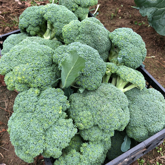 Green Magic Broccoli Seed from Lazy Dog Farm