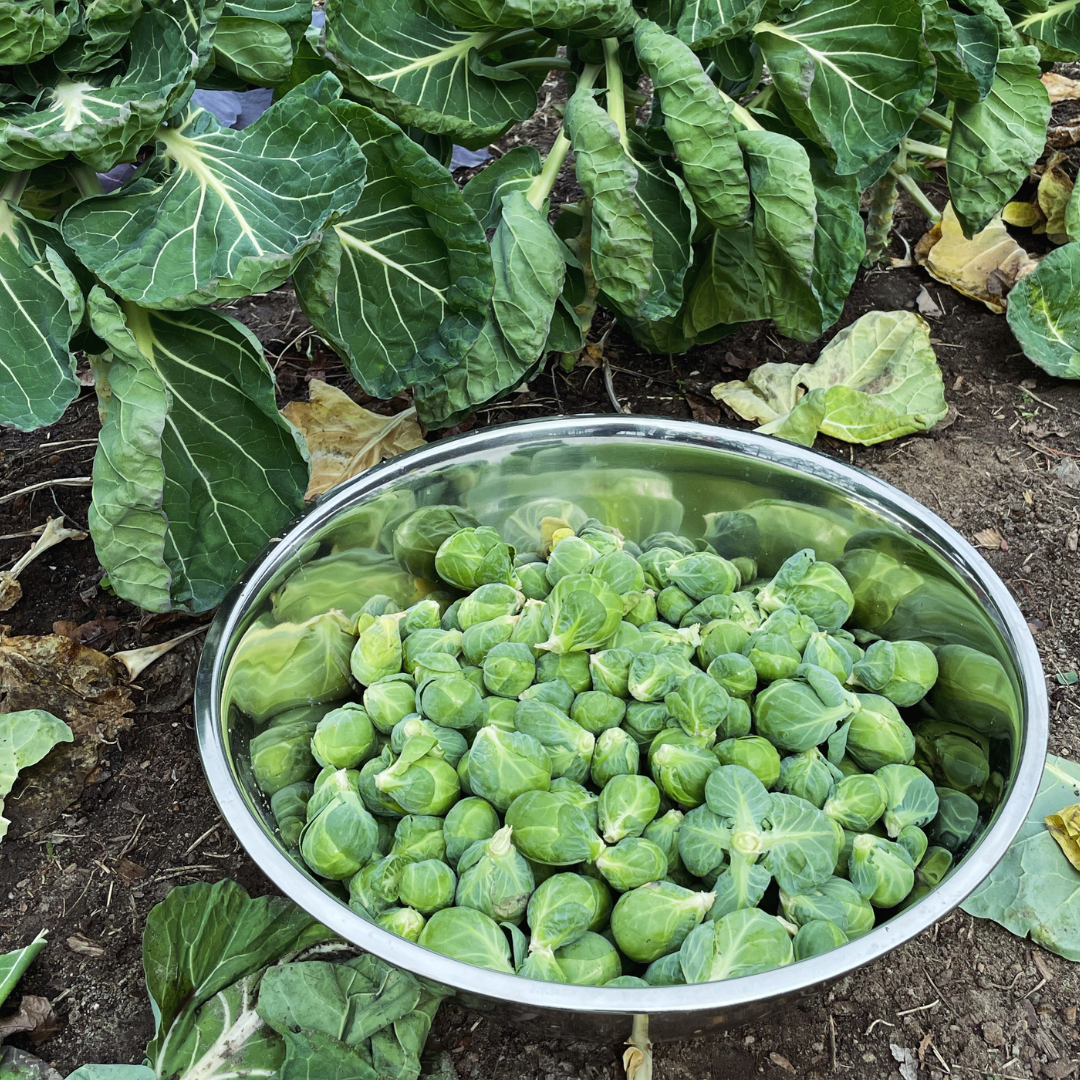 Gustus Brussels Sprout Seed from Lazy Dog Farm