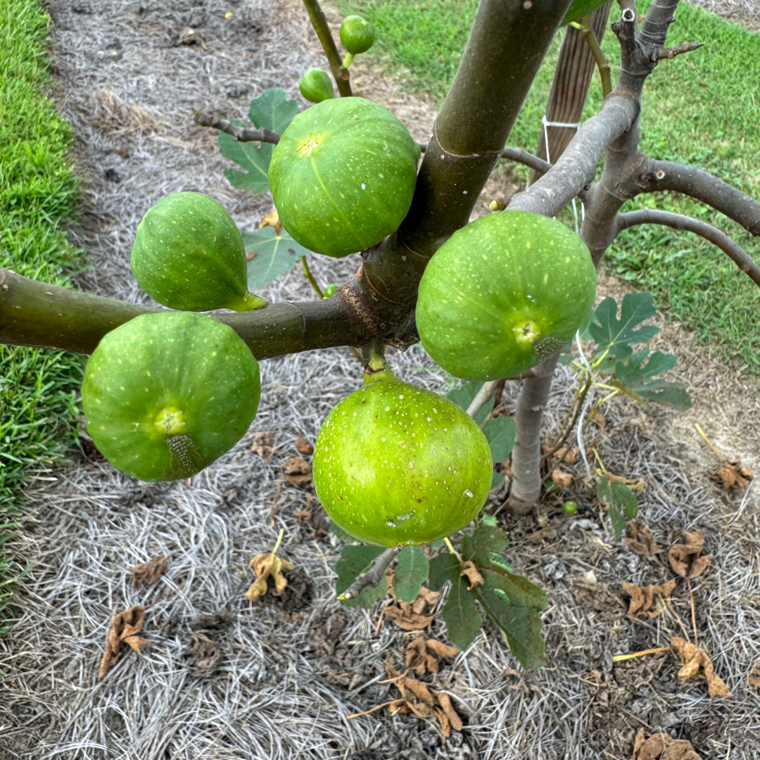 Harry's Crete Fig Tree from Lazy Dog Farm