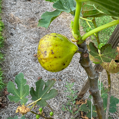 Harry's Crete Fig Tree from Lazy Dog Farm