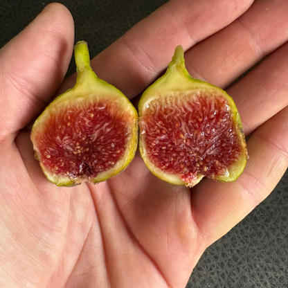 Harry's Crete Fig Tree from Lazy Dog Farm