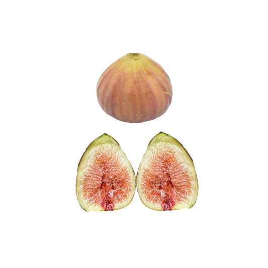Hog Island Fig Tree from Lazy Dog Farm