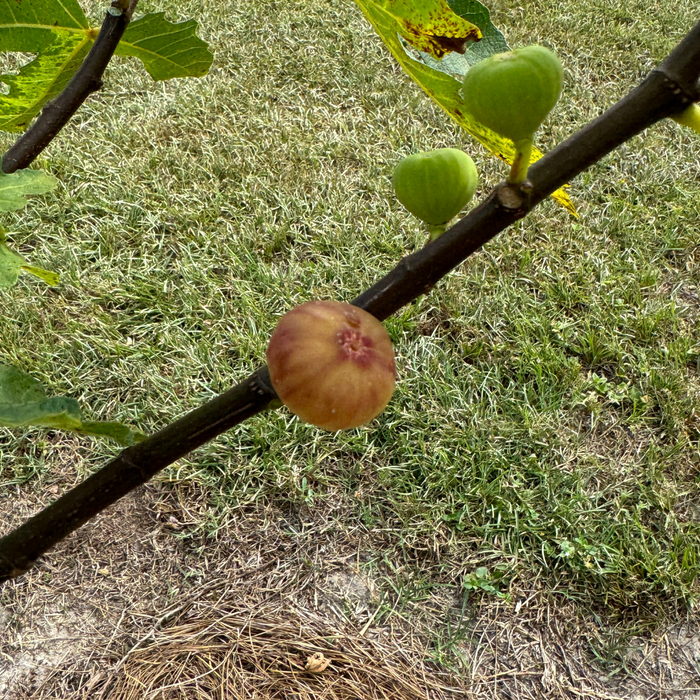 Hog Island Fig Tree from Lazy Dog Farm