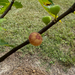 Hog Island Fig Tree from Lazy Dog Farm