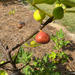 Hog Island Fig Tree from Lazy Dog Farm
